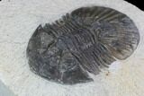 Bargain, Scabriscutellum Trilobite Fossil #92133-2